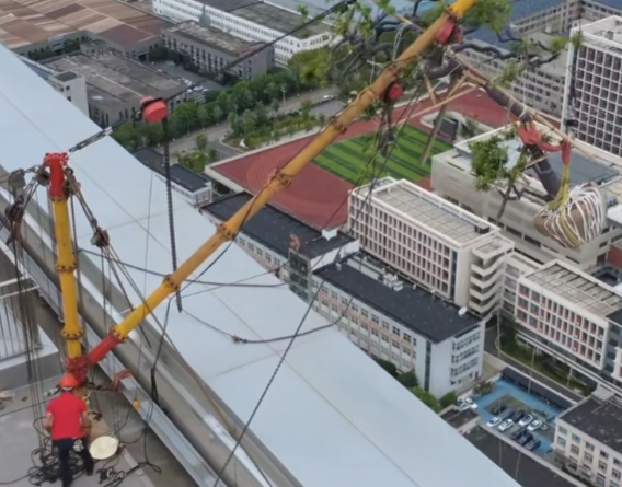 兩噸大樹“登”高樓起重三腳架和手拉葫蘆高空吊裝顯專業
